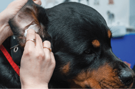 Ears Cleaned / Plucked